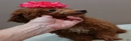 Toy Poodle dogs for sale: Deep Red - Ad 8