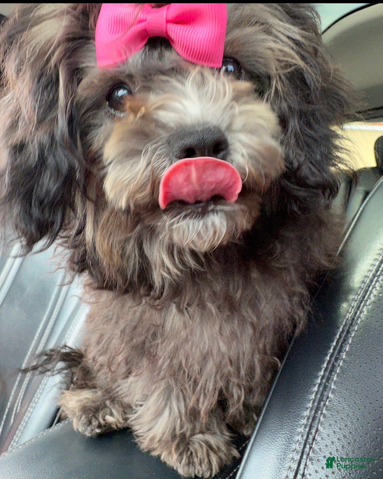 Mixed Breed dogs Coco mixed color dog  - Ad 37