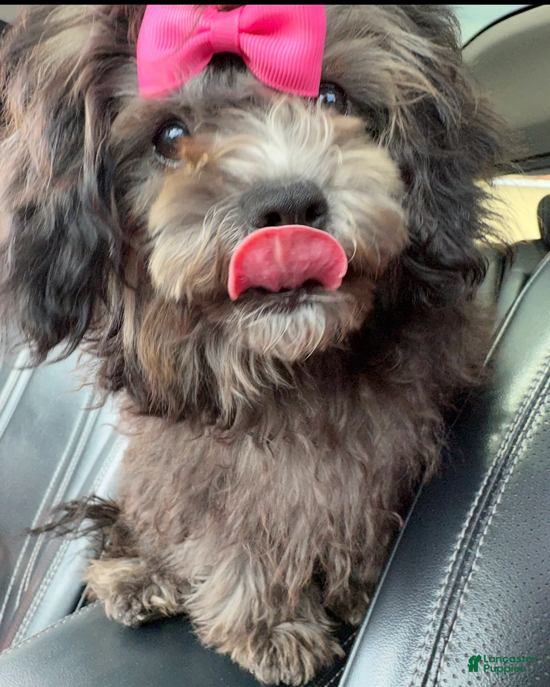 Mixed Breed dogs for sale: Coco mixed color dog  - Ad 1