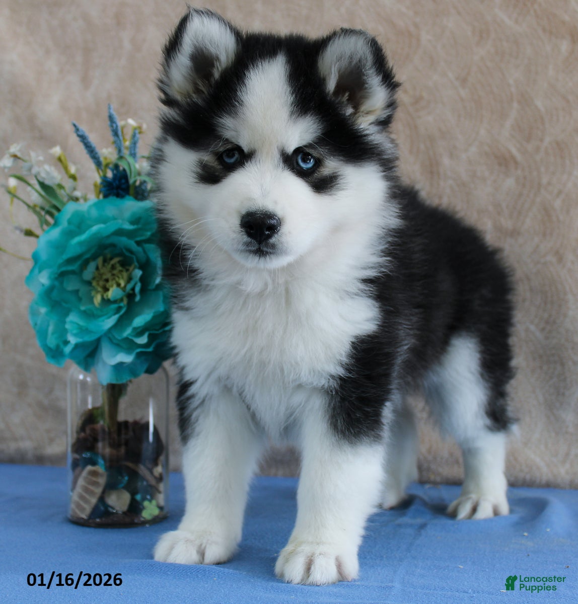 Pomsky dogs Eli  - Ad 2