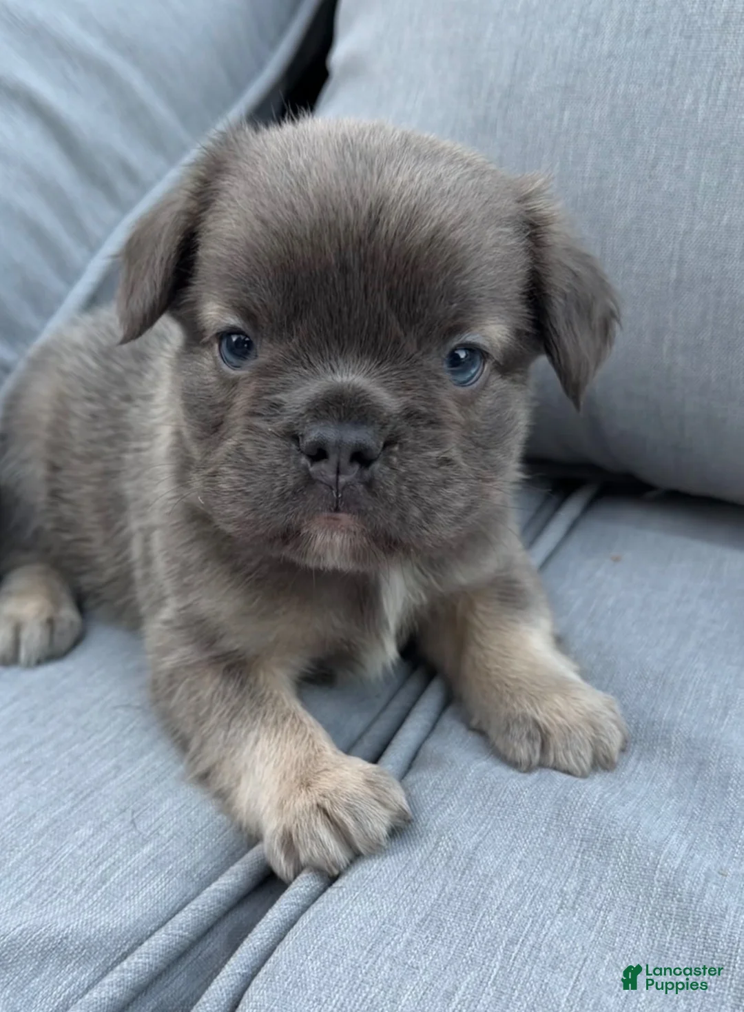 French Bulldog dogs for sale: Mia - Ad 5