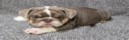 English Bulldog dogs for sale: Milt - Ad 2