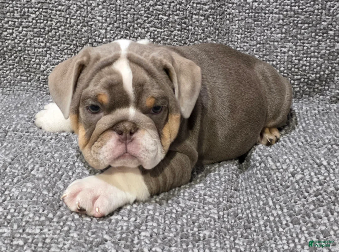 English Bulldog dogs for sale: Milt - Ad 2
