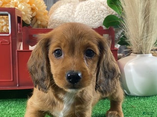 Dachshund dogs Dylan - Ad 39
