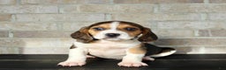 Beagle dogs for sale: Pokey - Ad 4