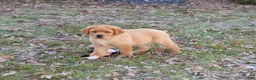 Labrador Retriever dogs for sale: Eagle - Ad 6