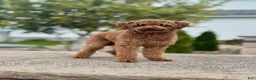 Toy Poodle dogs for sale: Hunter - Ad 9