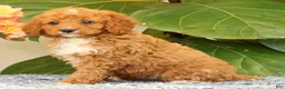 Cavapoo dogs for sale: Allie - Ad 3