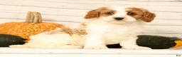 Cavapoo dogs for sale: Pepper - Ad 6