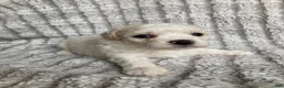 Mixed Breed dogs for sale: Koda - Ad 4