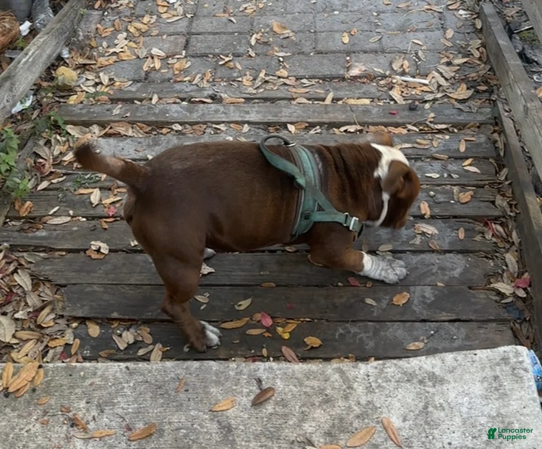 American Bully dogs for stud: Rocky - Ad 3