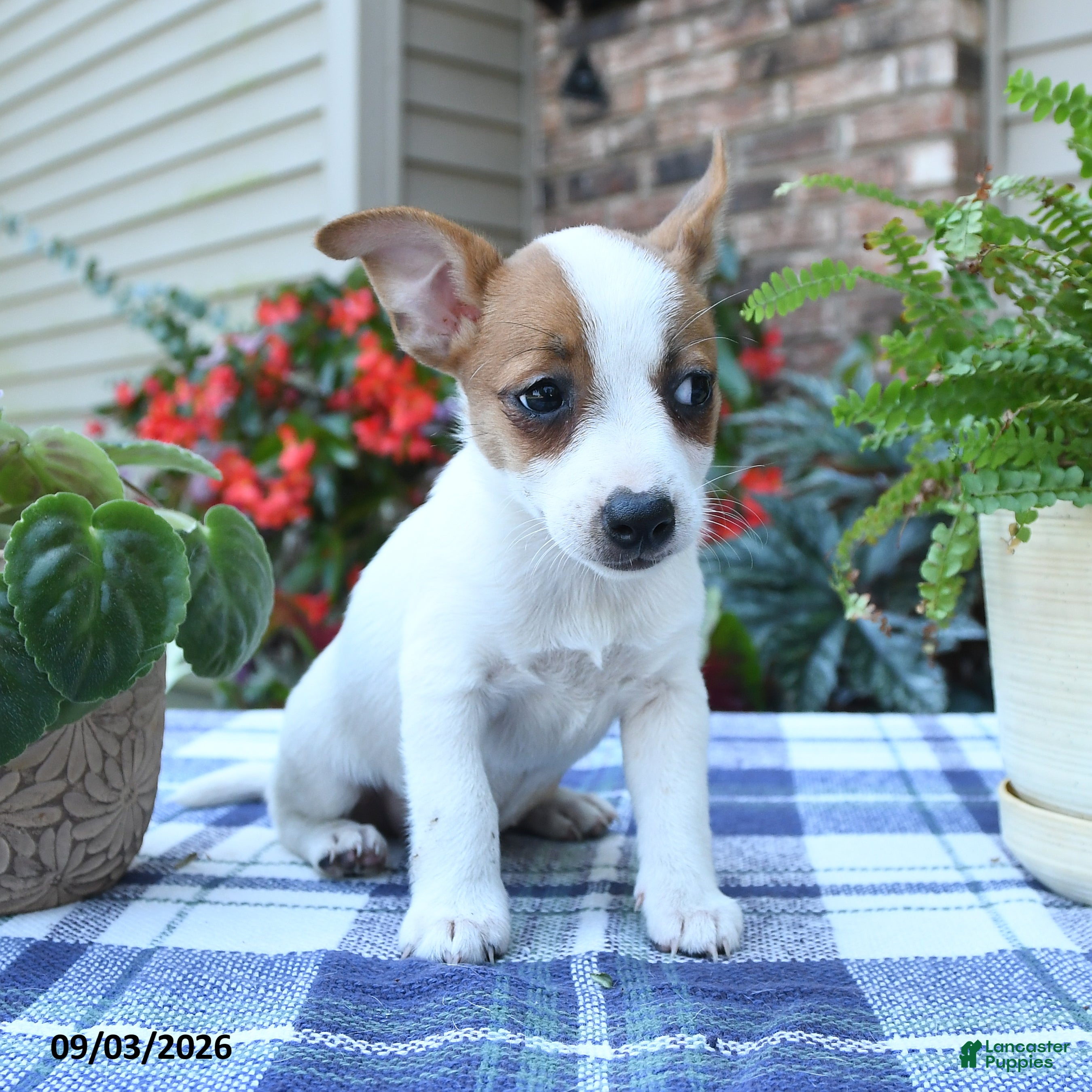 Jack Russell Terrier dogs Tara - Ad 2