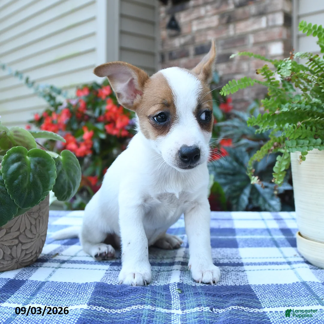 Jack Russell Terrier dogs for sale: Tara - Ad 2