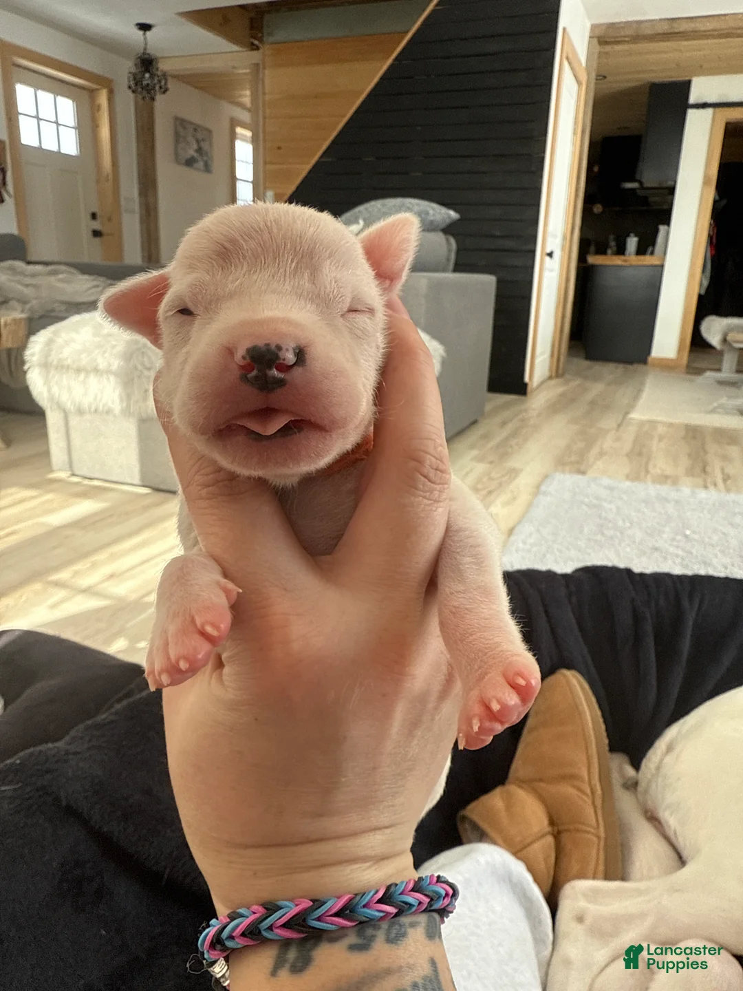 Dogo Argentino dogs for sale: Orange collar male.  - Ad 4