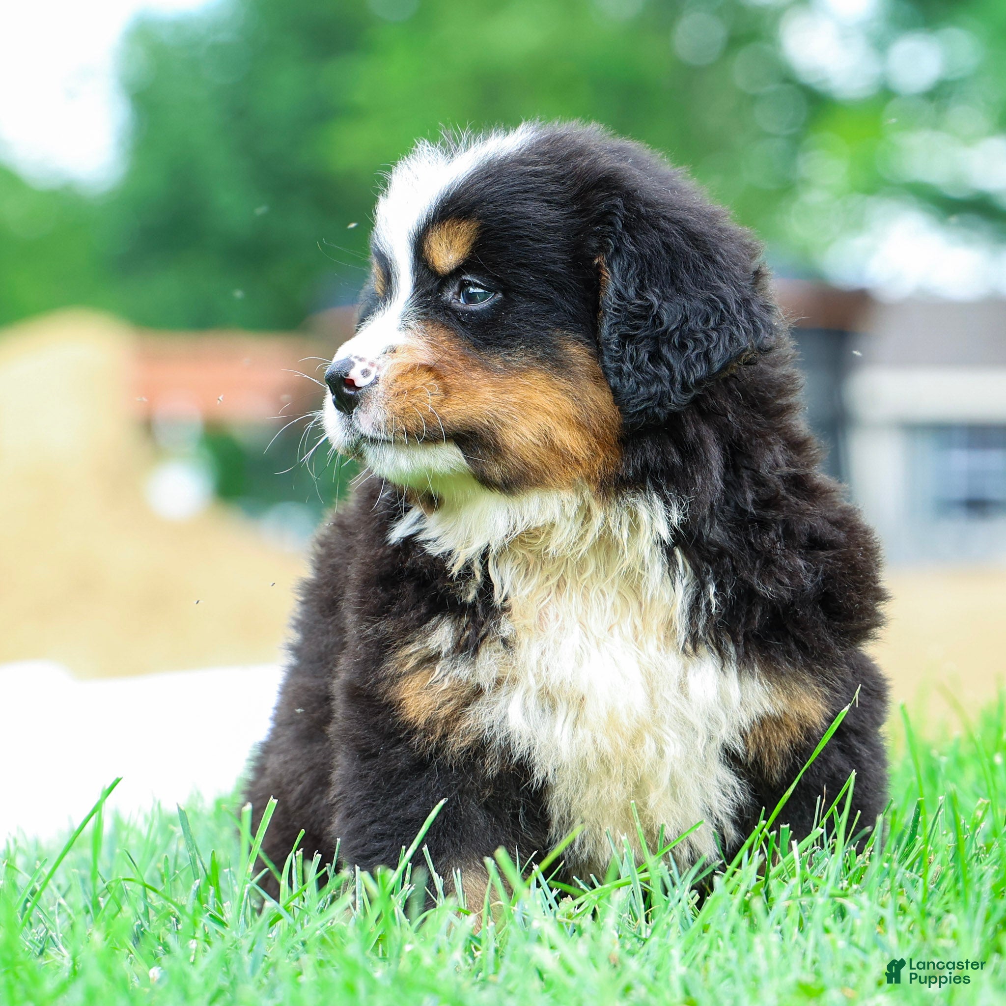 Bernese Mountain Dog dogs Summit - Ad 1
