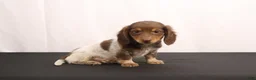 Dachshund dogs for sale: Ricky - Ad 4