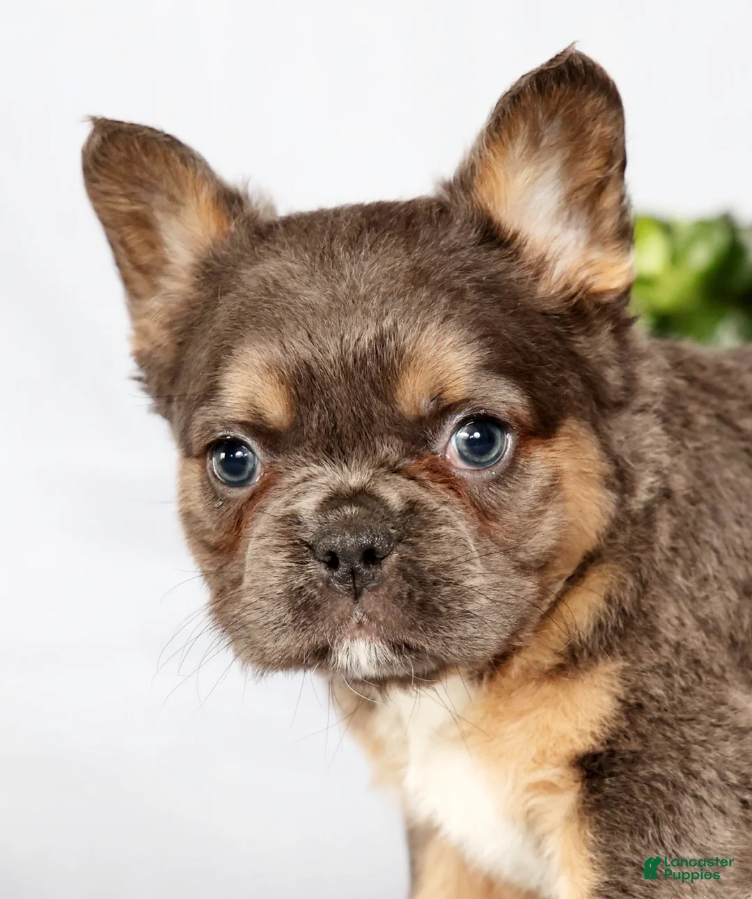 French Bulldog dogs for sale: Oakley - Ad 9