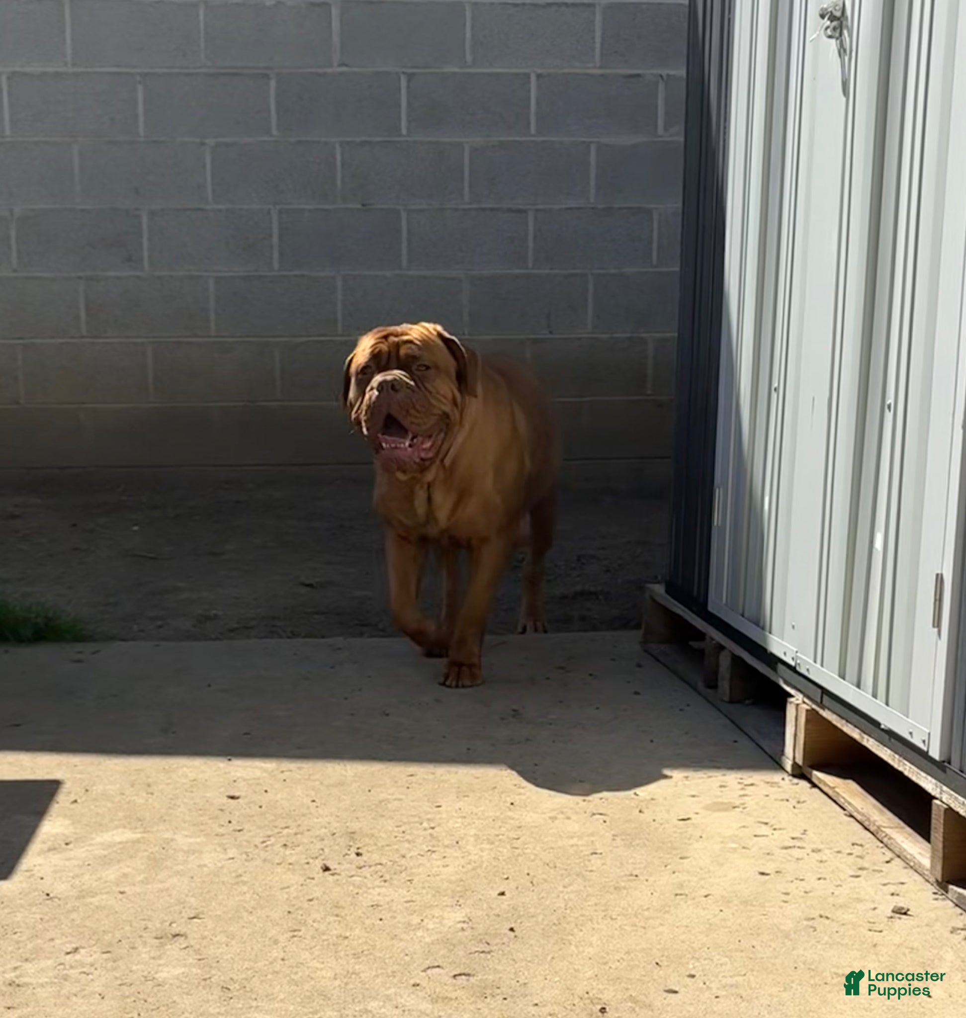 Dogue De Bordeaux dogs Dogue De Bordeaux Puppy 4 - Ad 2