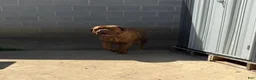 Dogue De Bordeaux dogs for sale: Dogue De Bordeaux Puppy 3 - Ad 2