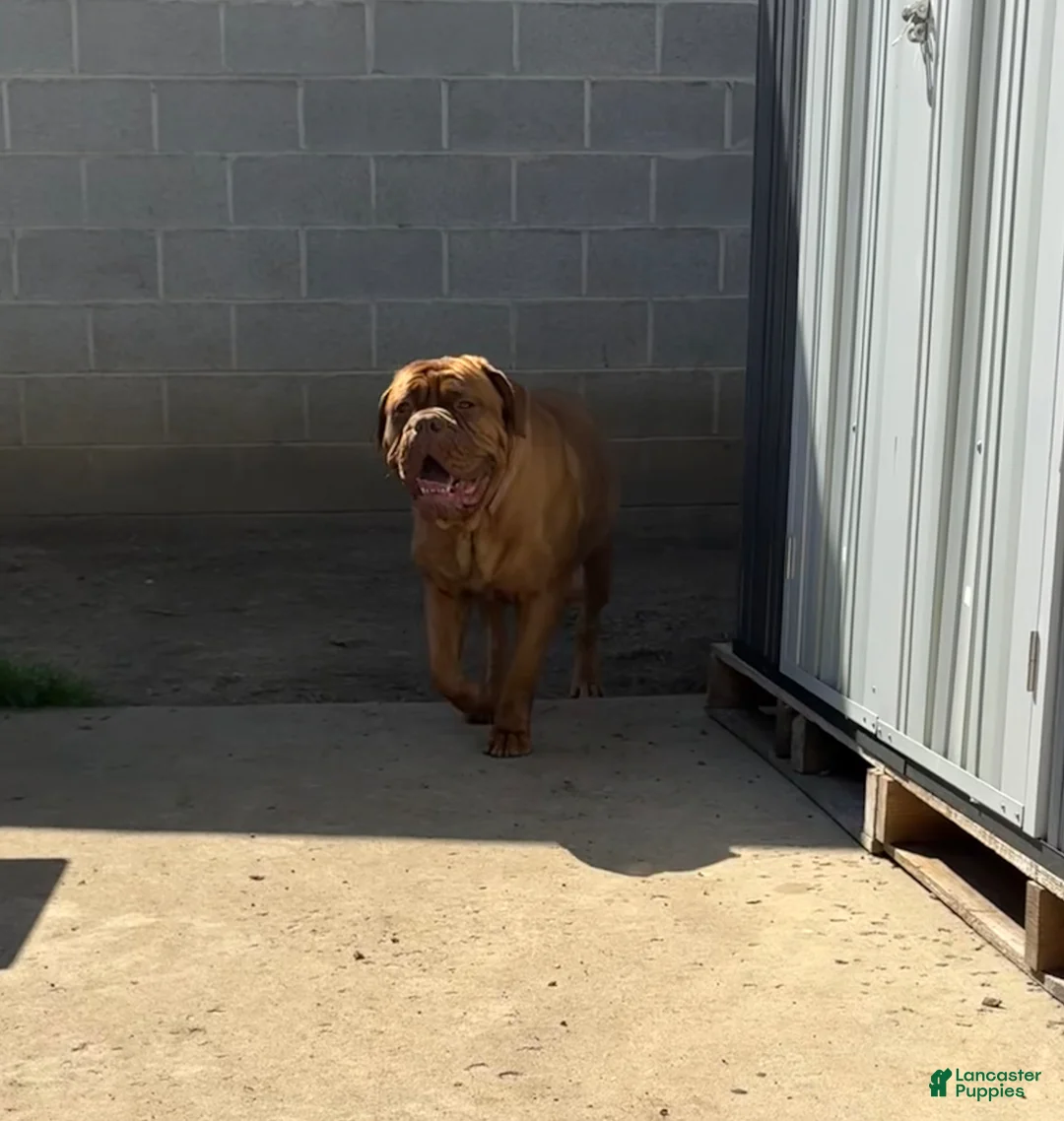 Dogue De Bordeaux dogs for sale: Dogue De Bordeaux Puppy 3 - Ad 2