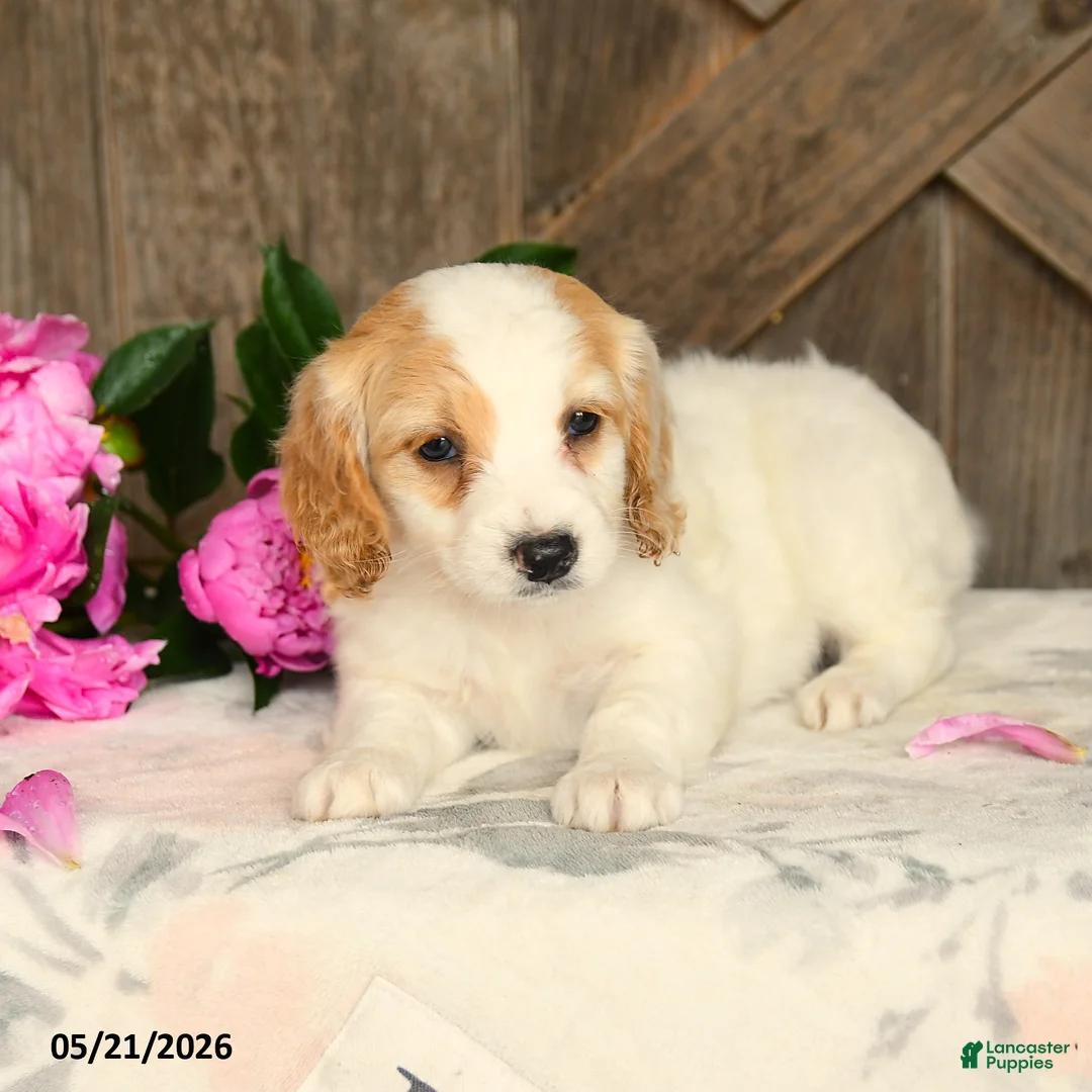Mini Goldendoodle dogs for sale: Jayda - Ad 3