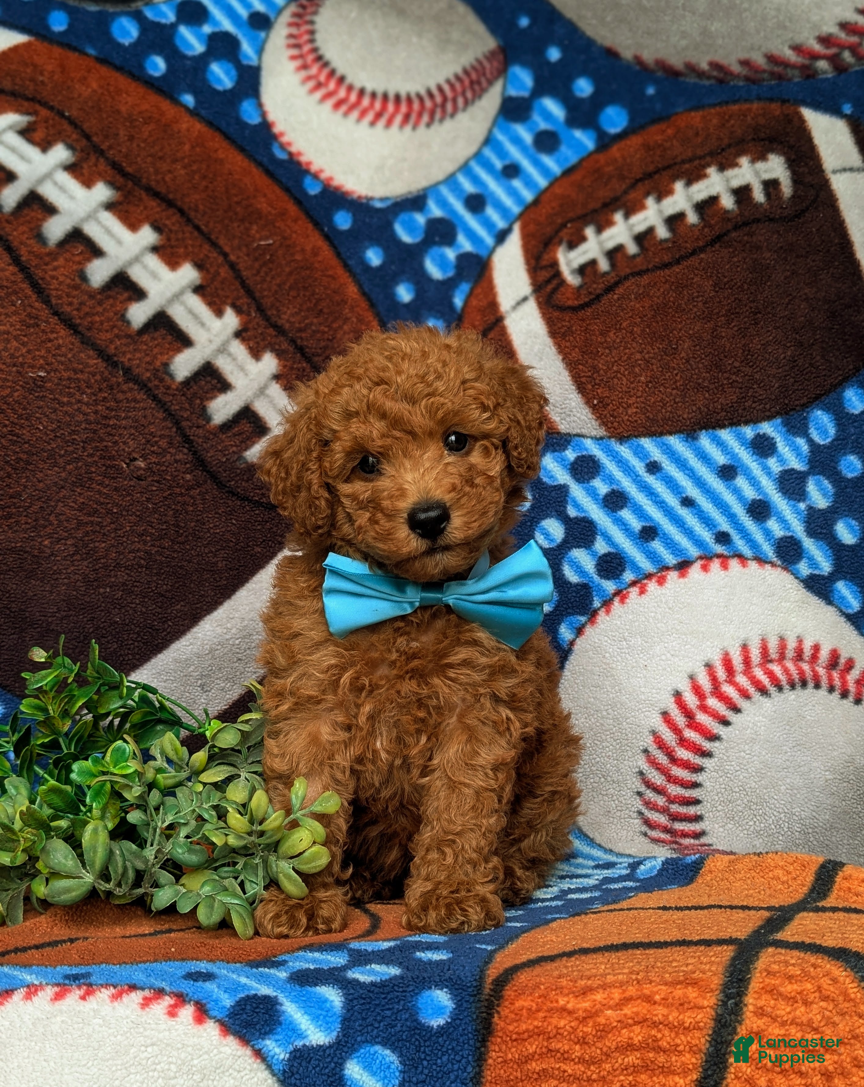 Miniature Labradoodle dogs Tanner Hypoallergenic - Ad 2