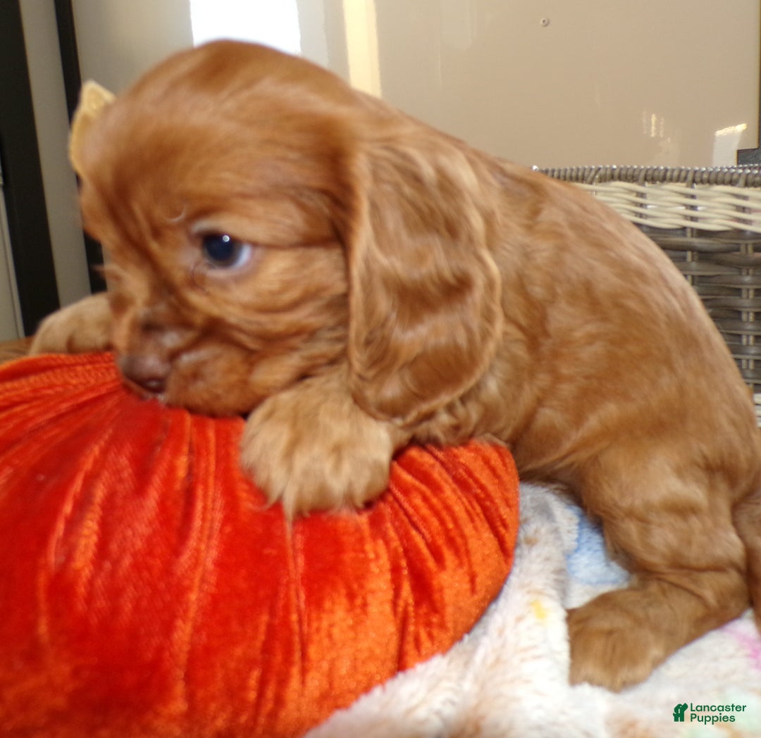 Cavalier King Charles Spaniel dogs for sale: Cavalier King Charles Spaniel Puppy 1 - Ad 3