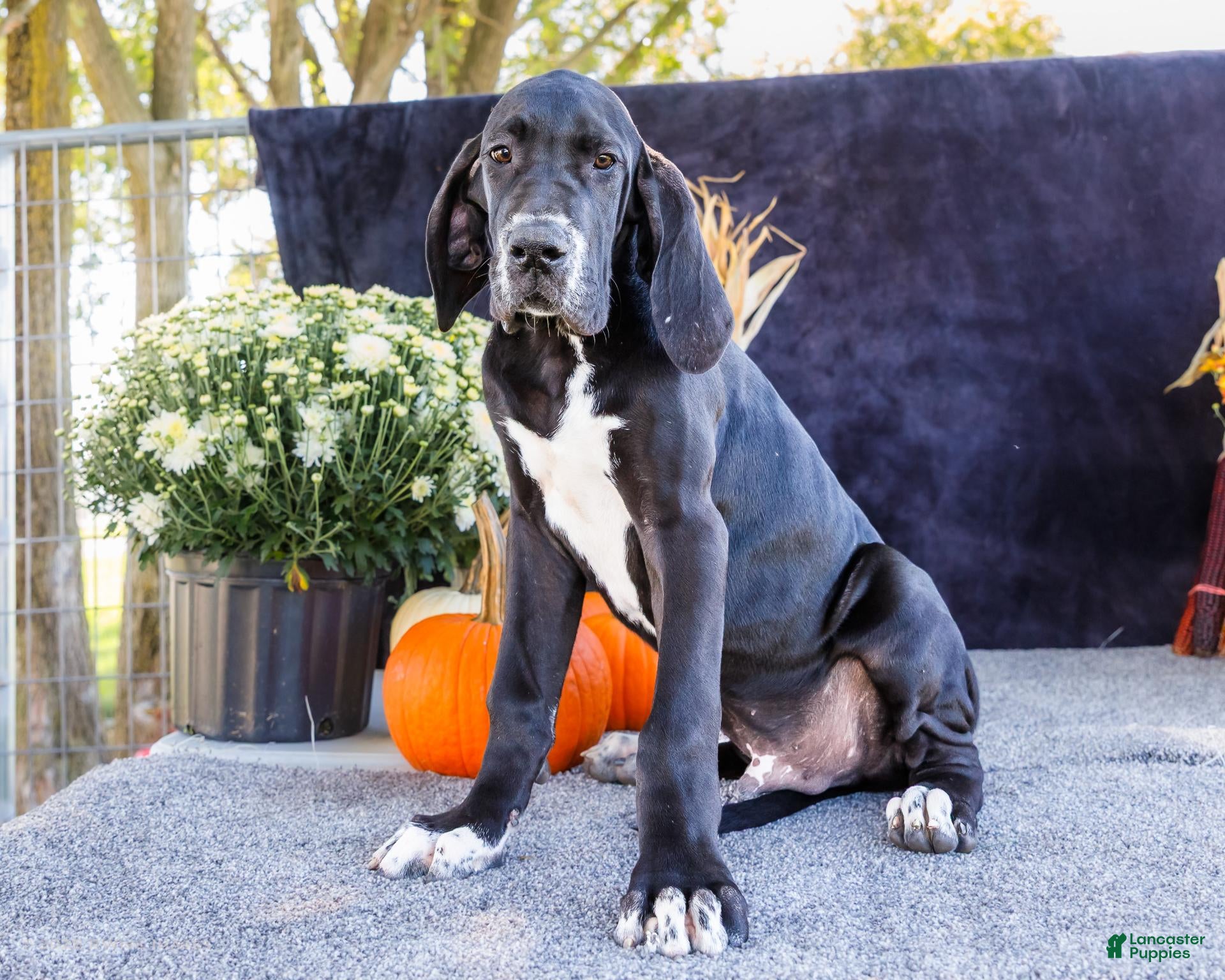 Great Dane dogs Bruce - Ad 2