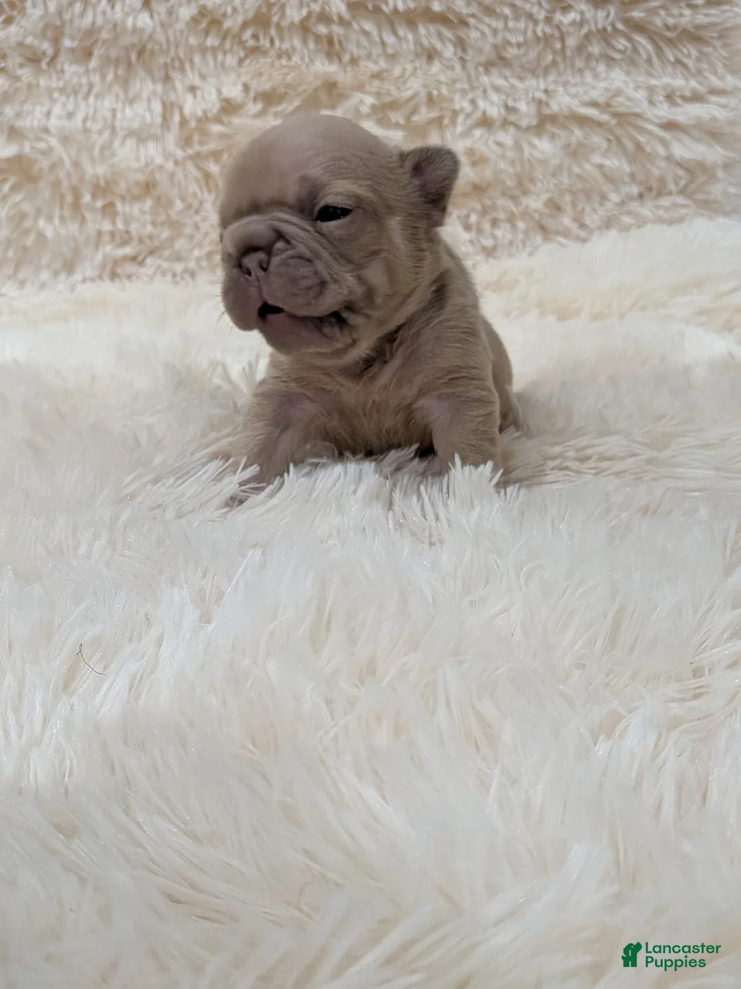 French Bulldog dogs for sale: French Bulldog 1 - Ad 2