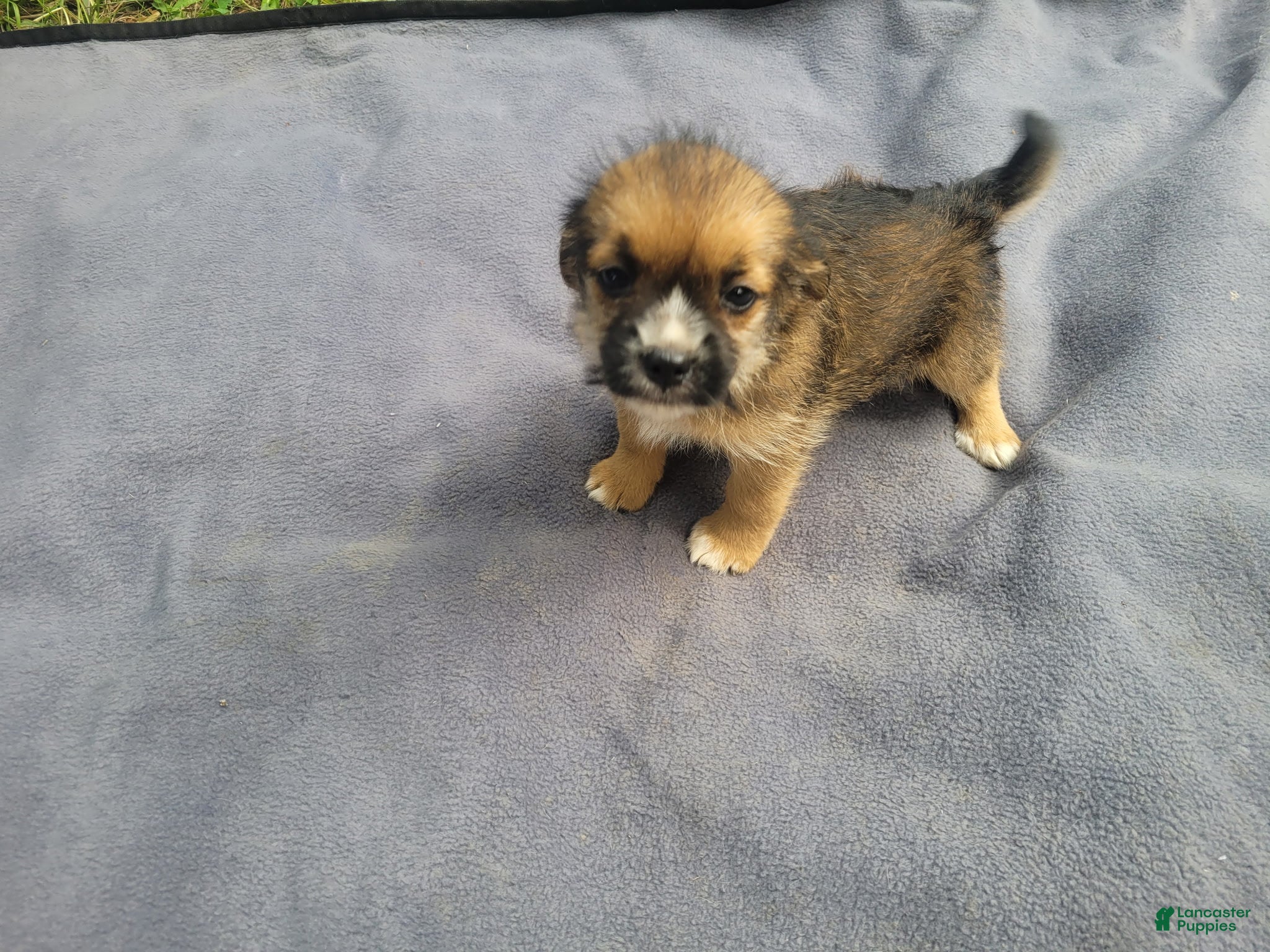 Morkie dogs Sugar - Ad 1