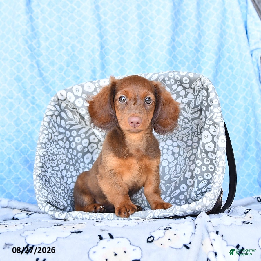 Miniature Dachshund dogs Charles - Ad 1