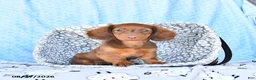 Miniature Dachshund dogs for sale: Charles - Ad 1