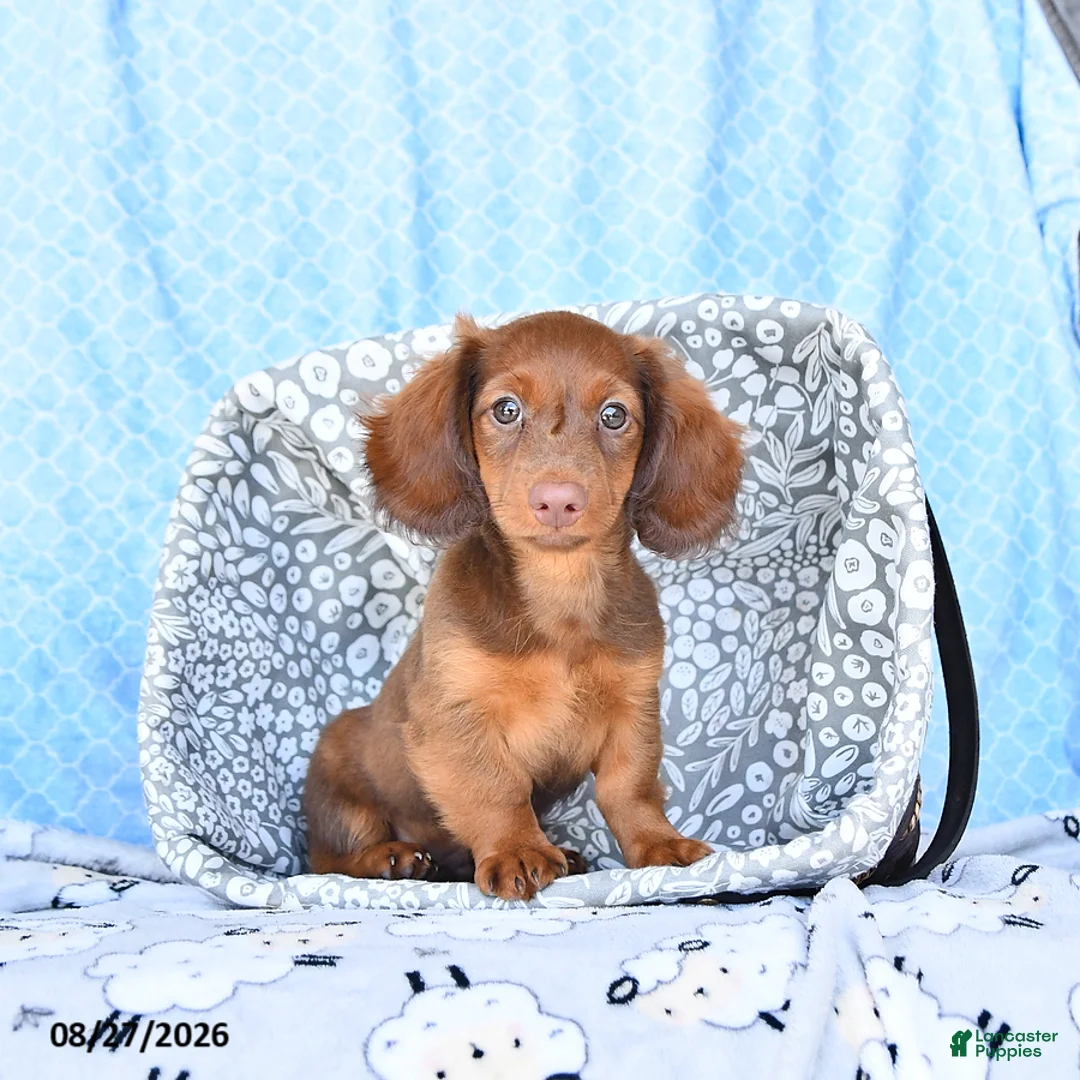 Miniature Dachshund dogs for sale: Charles - Ad 1
