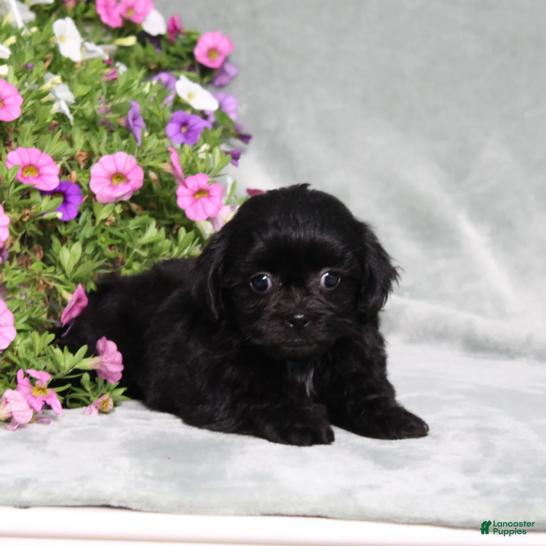 Teddy Bear dogs for sale: BJs Ellie - Ad 2