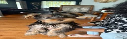 Yorkshire Terrier dogs for sale: Yorkshire Terrier Puppy 1 - Ad 2