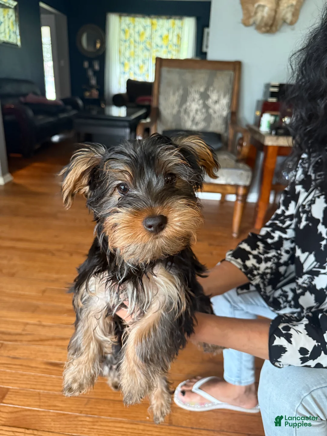Yorkshire Terrier dogs for sale: Yorkshire Terrier Puppy 1 - Ad 2