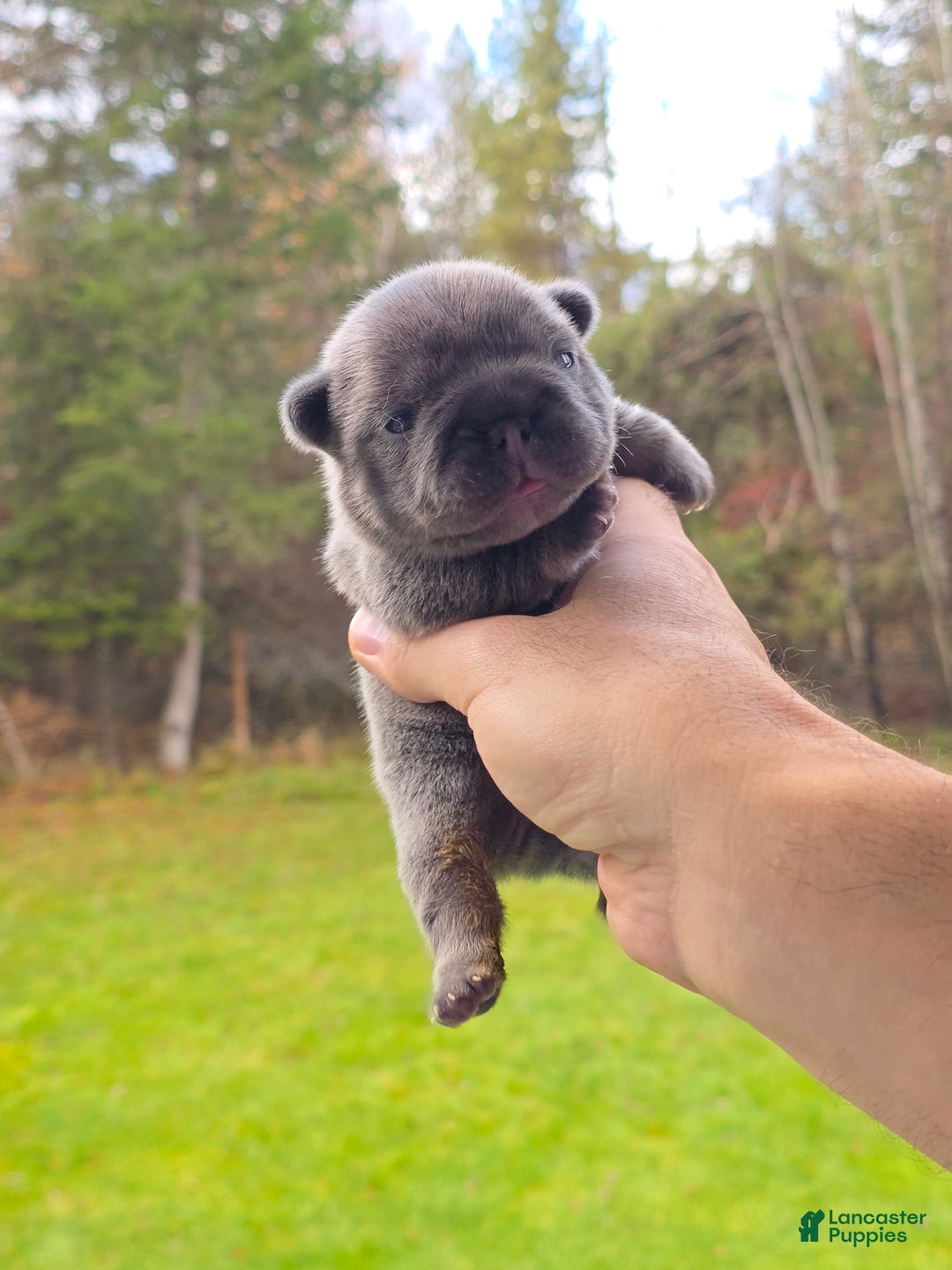 French Bulldog dogs for sale: ❄️ Iduna – Blue Big Rope French Bulldog, carries fluffy - Ad 11