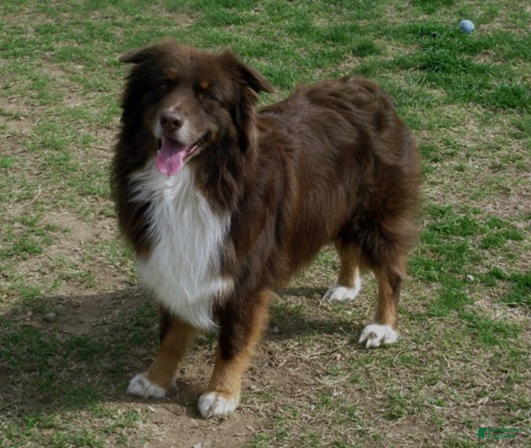 Aussiedoodle dogs for sale: Buddy - Ad 15