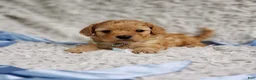Cavapoo dogs for sale: Presley  - Ad 8