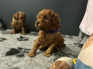 Toy Poodle dogs Teddy - Ad 8