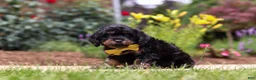 Cavapoo dogs for sale: Alex - Ad 4