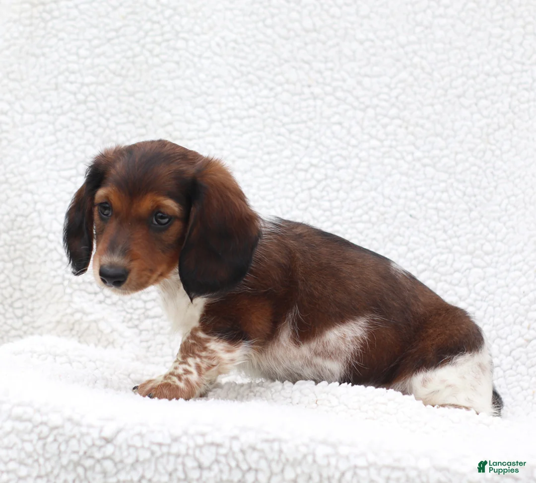 Miniature Dachshund dogs for sale: Piper - Ad 5
