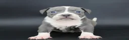 American Bully dogs for sale: Bluebell - Ad 1