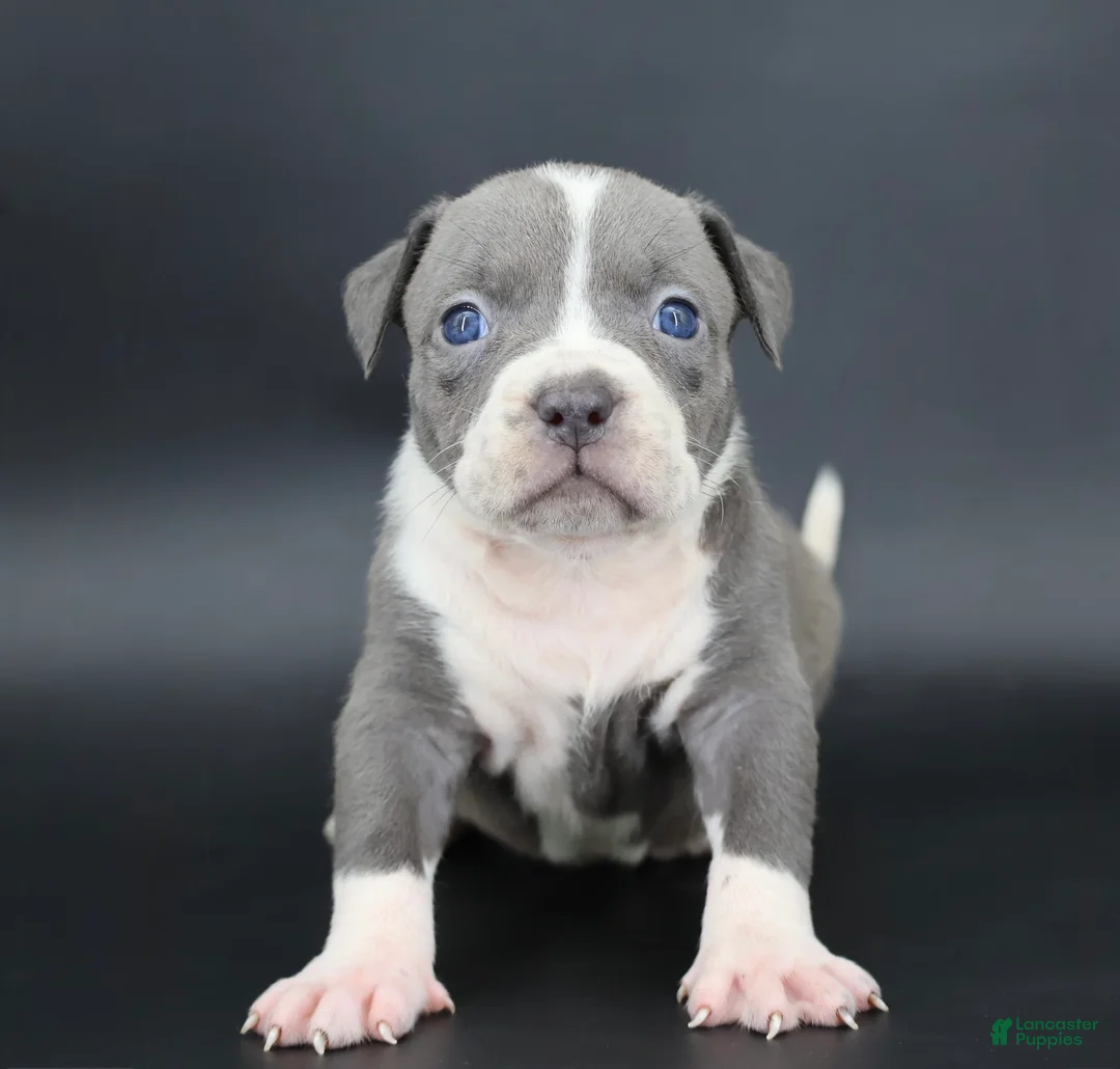 American Bully dogs for sale: Bluebell - Ad 1