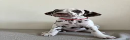 Dalmatian dogs for sale: Dalmatian Puppy 1 - Ad 2