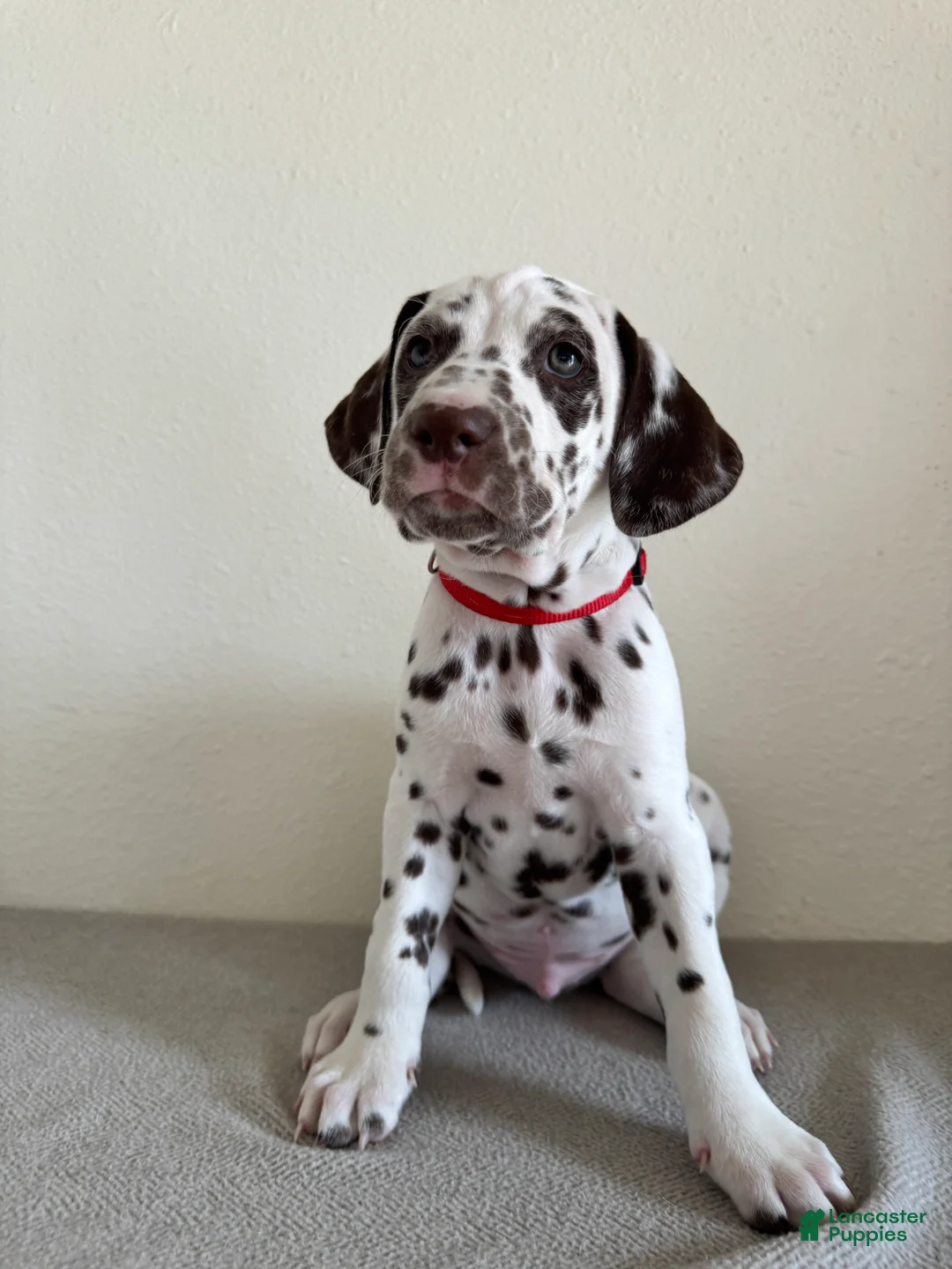 Dalmatian dogs for sale: Dalmatian Puppy 1 - Ad 2