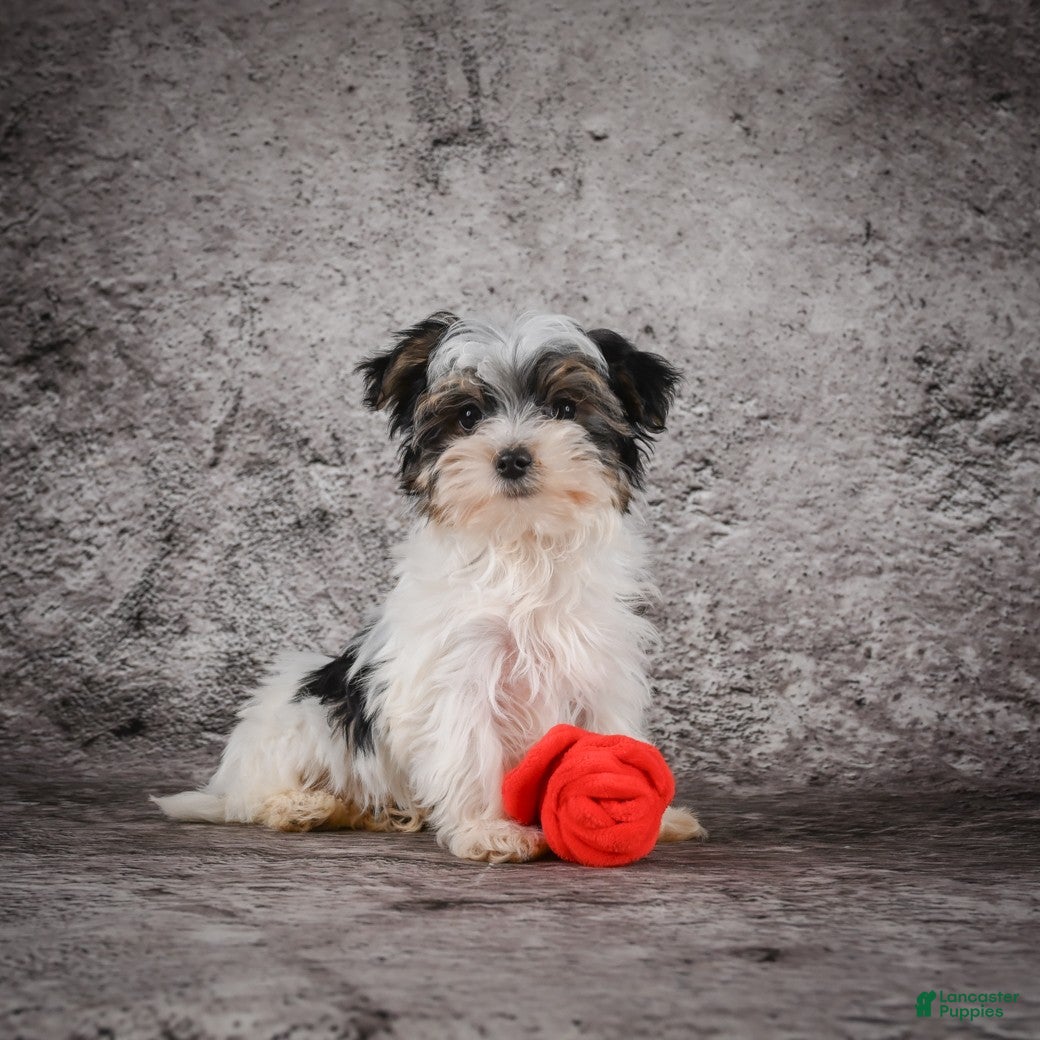 Morkie dogs for sale: Marlow - Ad 4