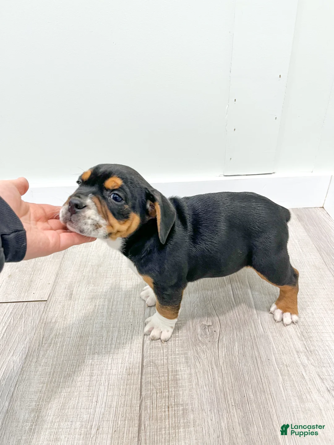 Mixed Breed dogs for sale: Grady - Ad 7