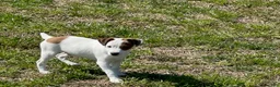 Jack Russell Terrier dogs for sale: Jack Russell Terrier Boy 1 - Ad 3