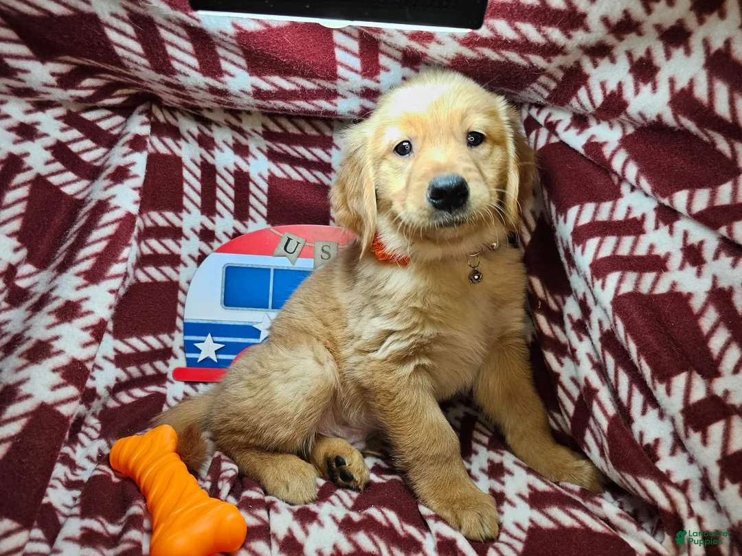 Golden Retriever dogs for sale: Down Town Brown - Ad 4